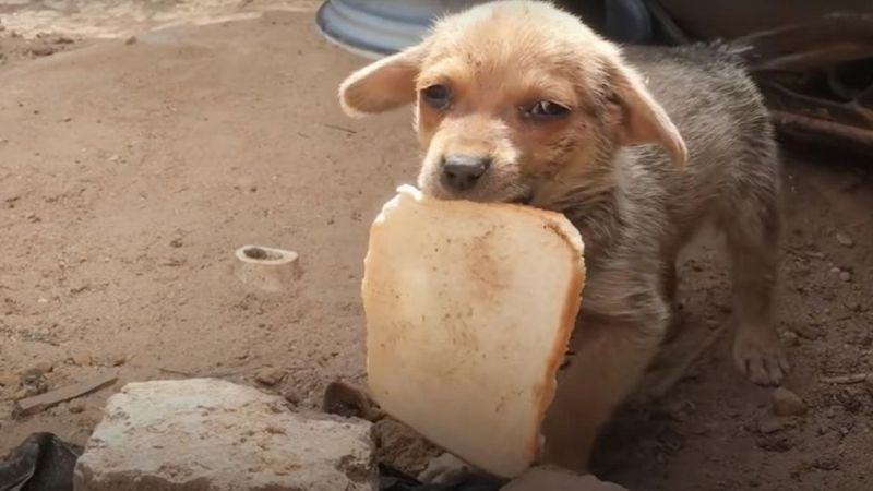 Głodny piesek znalazł kawałek chleba. Gdy zobaczył ratowników, zdobył się na poruszający gest