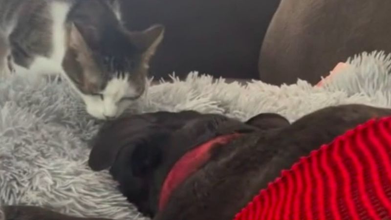 Kot po raz ostatni widzi przyjaciela przed eutanazją. Pożegnał psiaka wzruszającym gestem