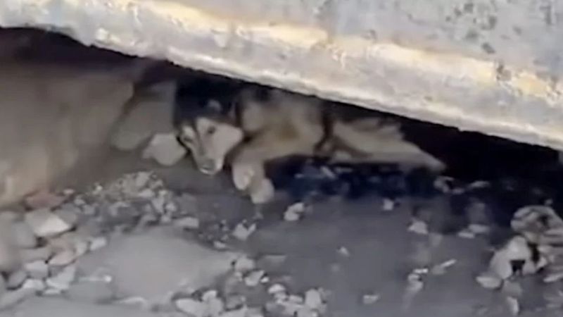 Znaleziony pod torami pies wył, gdy przyszli go uratować. „Szlochał jak dziecko”