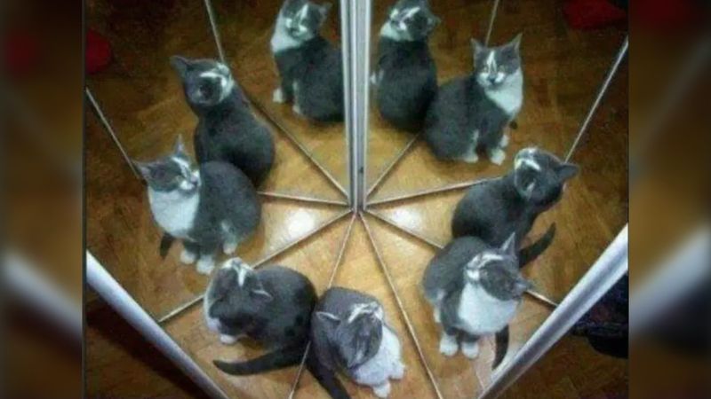 Ile kotów widzisz? Odpowiedź zdradza wiele o twojej osobowości