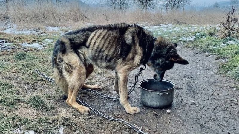 Założył psu pasek na szyję. To, co następnie z nim zrobił, mrozi krew w żyłach