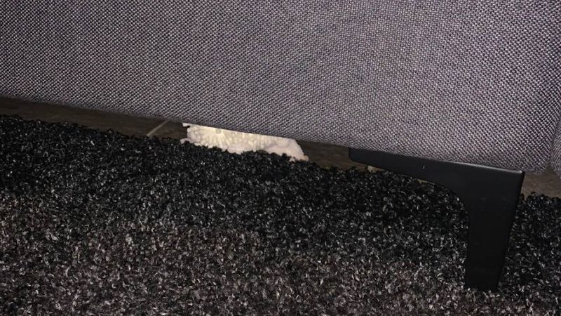 Myśleli, że pod kanapą leży psia zabawka. Nagle zdali sobie sprawę, jak w wiekim byli błędzie
