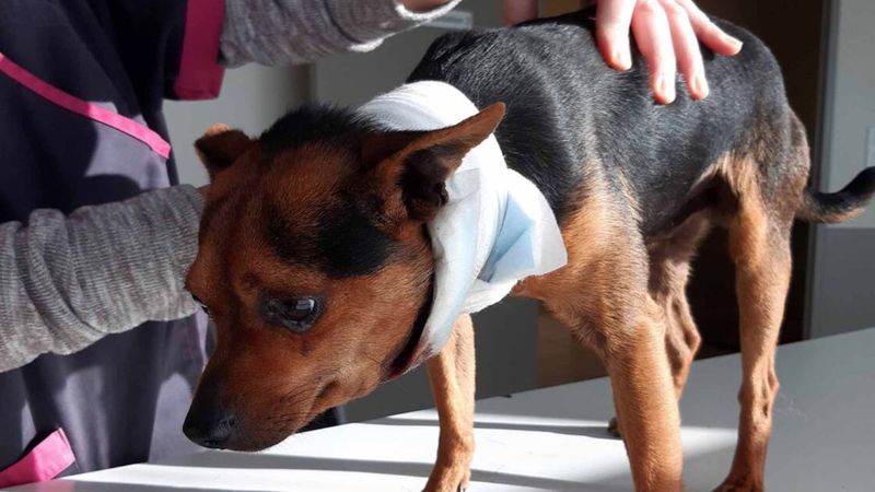 Weterynarz znalazła przed swoją kliniką psa z bandażem na szyi. „Oniemiałam, gdy go odwinęłam”