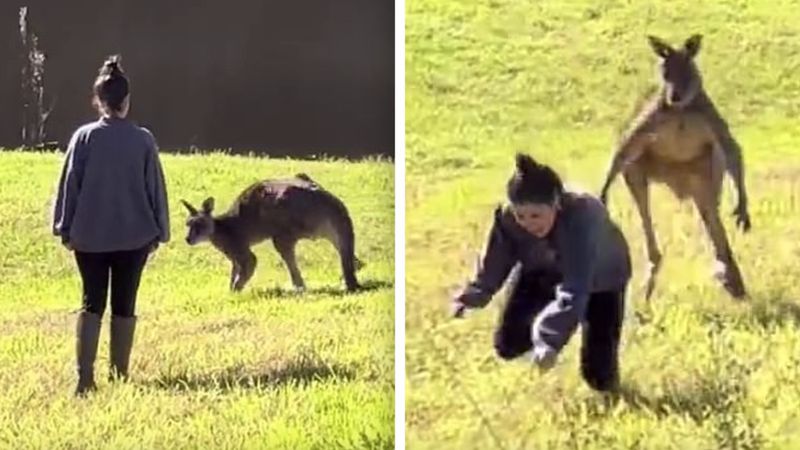 Turystka chciała pogłaskać kangura. Nie przewidziała szokującej reakcji zwierzaka