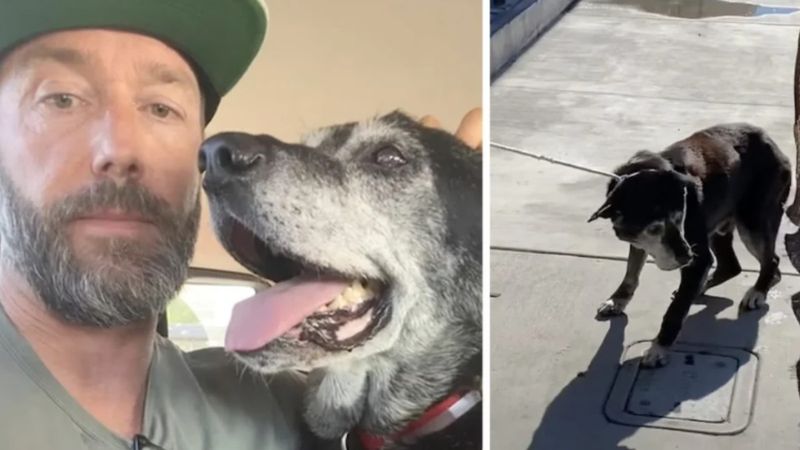 Mężczyzna nie chciał, aby stary pies umarł w schronisku na raka. Dał mu nowe życie!