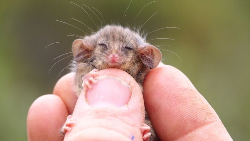 Najmniejszy na świecie ssak walczy o przetrwanie. Waży tylko 7 gramów i jest mniejszy niż palec