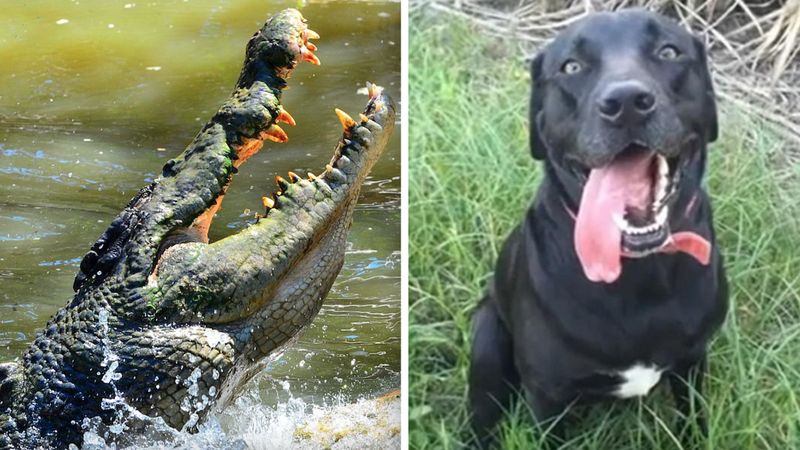 Krokodyl zabił ich ukochanego psa podczas spaceru. „Wziął go jednym kęsem”
