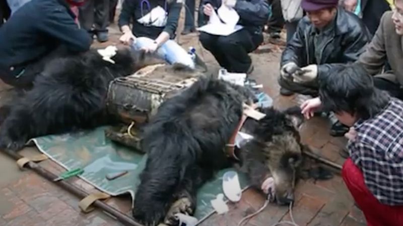 Niedźwiedź spędził 9 lat w kamizelce tortur. Nagrano moment, w którym w końcu jest wolny