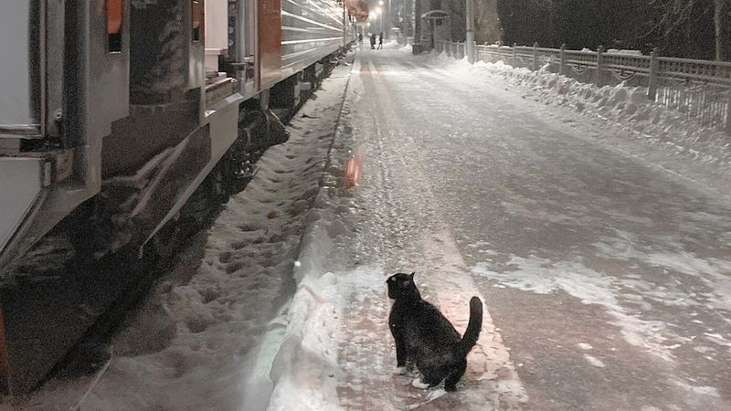 Każdego wieczoru o 22:40 na stację przychodził tajemniczy kot. „Wyglądał, jakby na coś czekał”