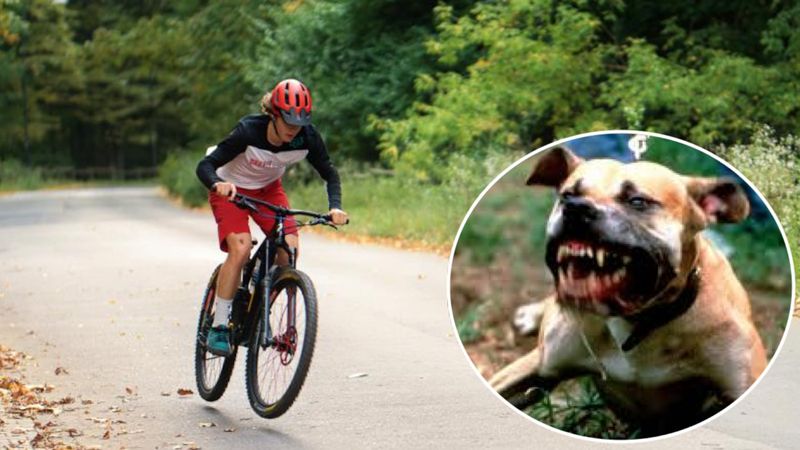 11-latek jechał na rowerze, zaatakowały go pitbulle. Zaciągnęły go do rowu