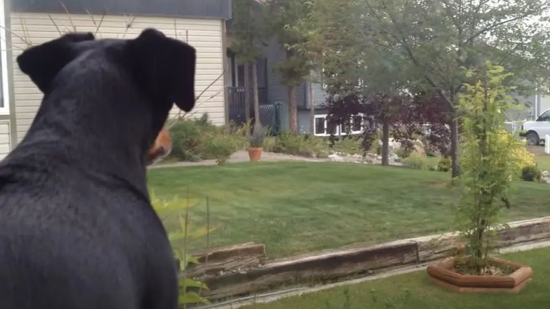 Rottweiler zauważa intruza na swoim podwórku! 4 miliony osób nie mogło uwierzyć własnym oczom