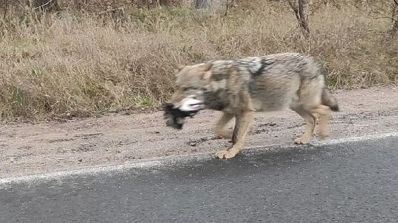 Mieszkańcy lubuskiego przerażeni! Mrożące krew w żyłach przypadki z udziałem wilków