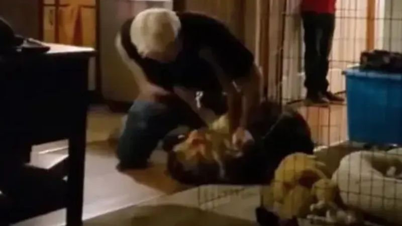 Kamera wykazała, co weterynarz robił z psem. Nie wiedział, że jest nagrywany