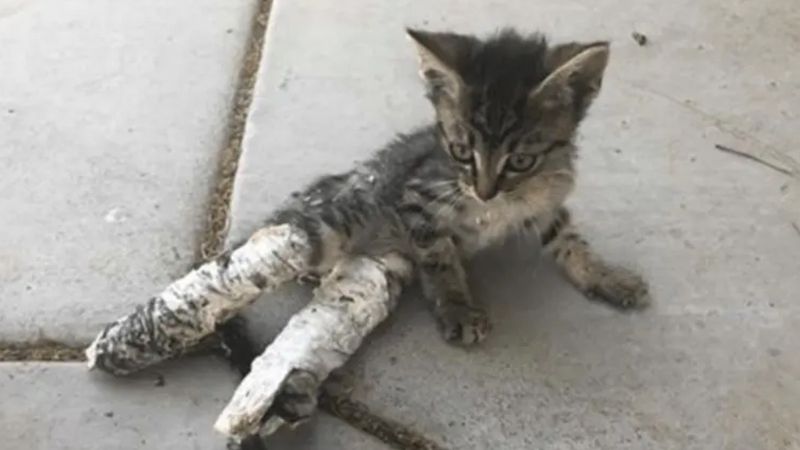 Wycieńczony kotek leżał na ulicy, jego tylne łapki uwięziono w gipsowych odlewach