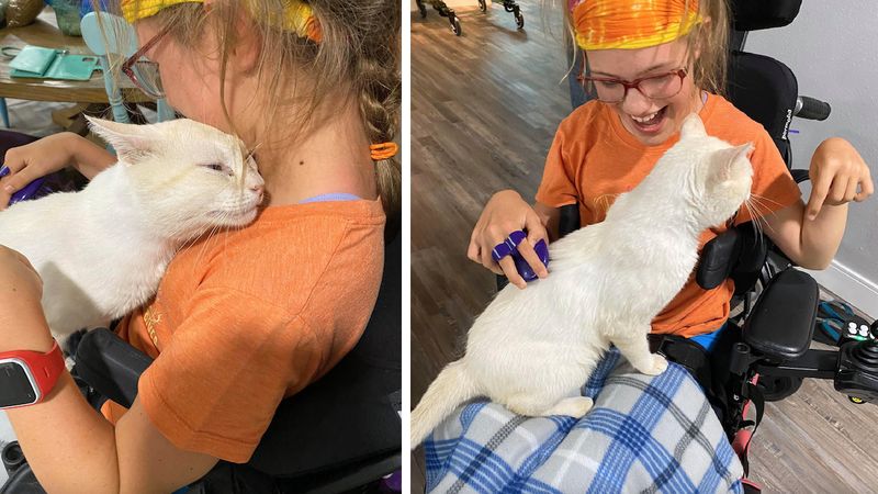 Bezpański kot siada na kolanach niepełnosprawnej dziewczynki – i nagle staje się cud
