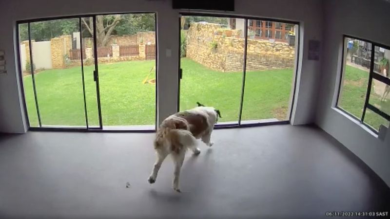 Pies nie zauważa, że szklane drzwi są zamknięte, właścicielce stają włosy dębem