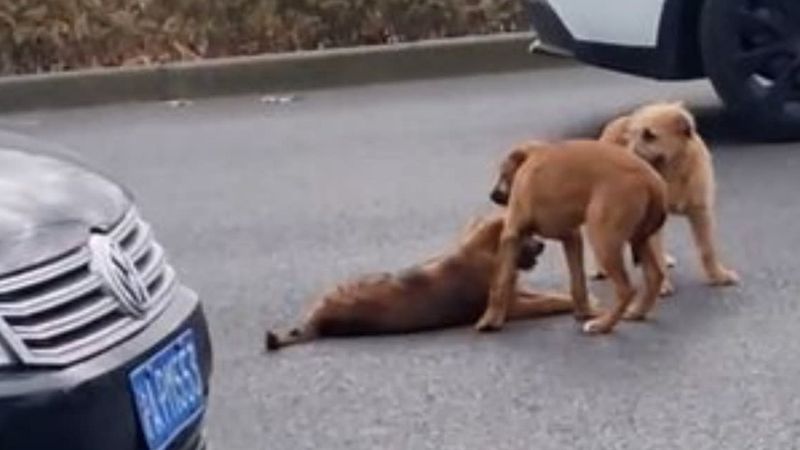 Grupa psów czuwa przy rannym bracie. Potrącił go samochód, leży na środku ulicy