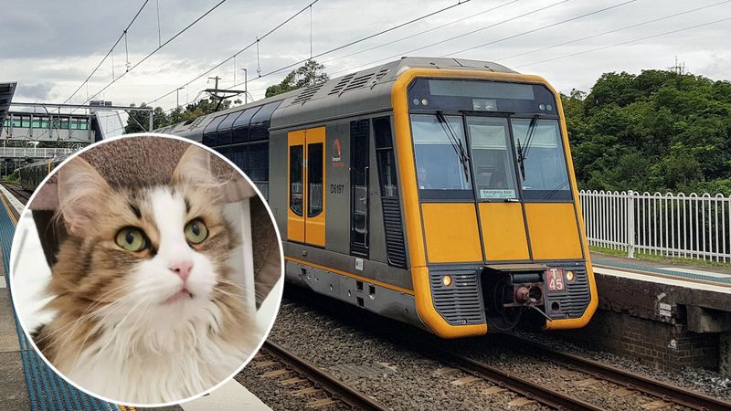 Kot uciekł z transportera i schował się pod pociąg. Chwilę później rozgrywa się dramat