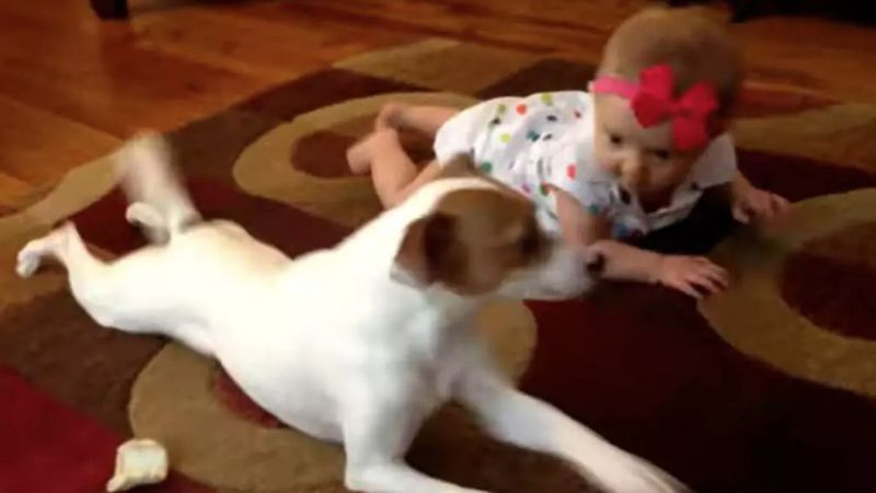 Dziewczynka próbuje raczkować. Nagle do akcji włącza się pies – a jego wyczyny zwalają z nóg!