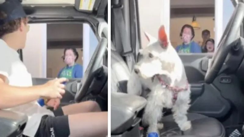 Wrobił pracowników drive’a. Pies w roli kierowcy, ich miny po prostu bezcenne!