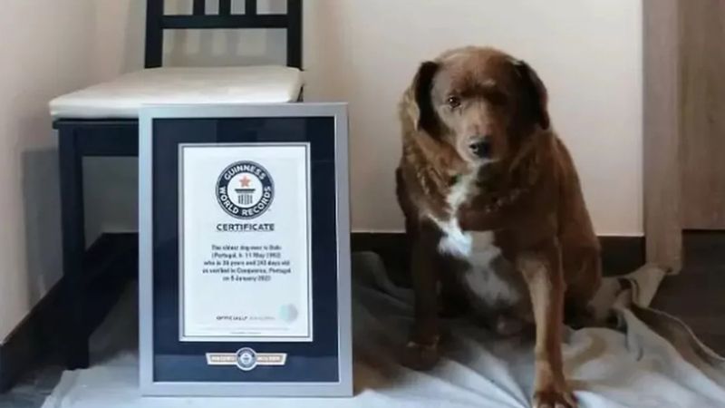 Rekord Guinnessa pobity. Oto Bobi – najstarszy pies w historii!