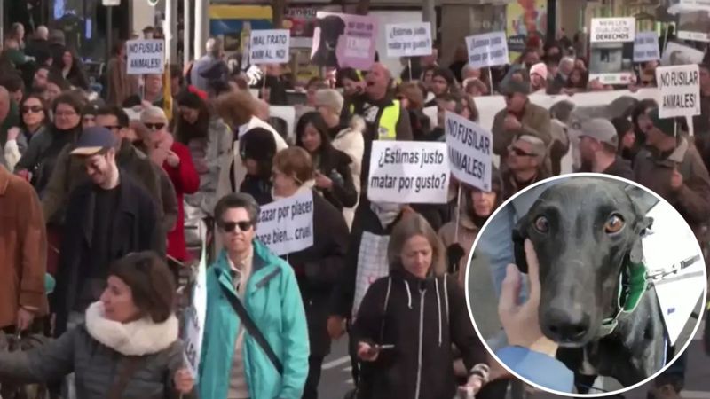 Tysiące ludzi wyszło na ulicę. Ogromne manifestacje, trzeba obronić psy!