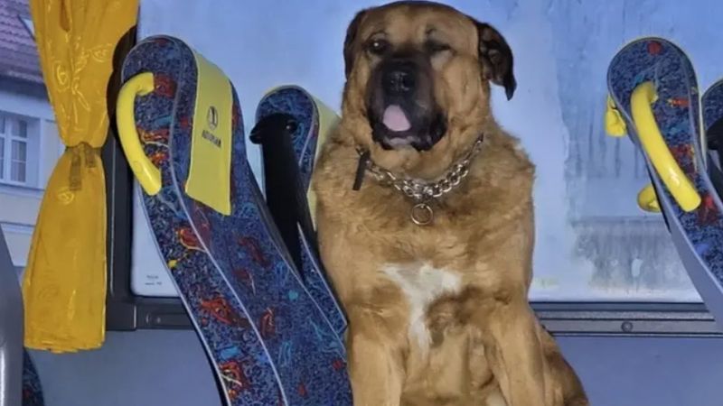 Pies wkradł się do autobusu i za nic nie chciał wyjść. Zakończenie historii przyprawia o łzy