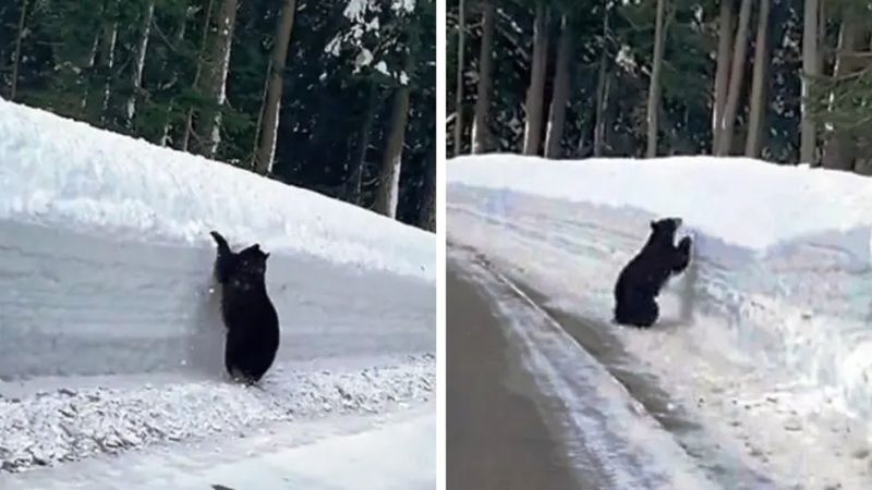 Niedźwiedź uwięziony przez śnieg na autostradzie. Zaspa jest zbyt wysoka