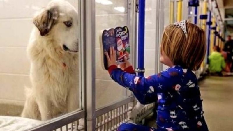 Niechciany pies zaraz miał zostać uśpiony, więc dziewczynka zaczęła czytać mu bajkę