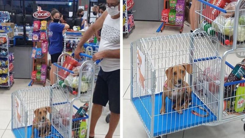 Supermarket wprowadza specjalne koszyki, aby klienci mogli robić zakupy ze zwierzakami