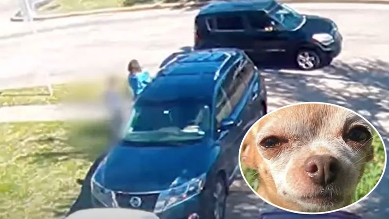 12-letni pies skradziony sprzed własnego domu, jest wideo. Zdesperowana rodzina apeluje!