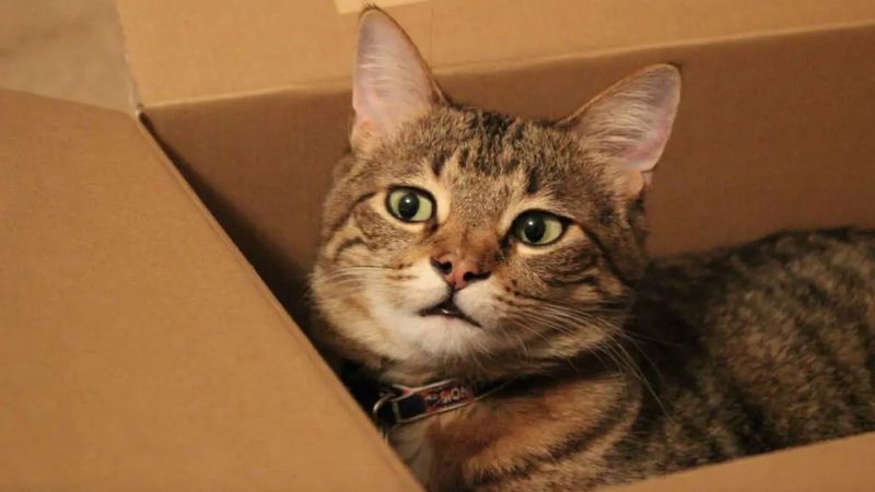 Dlaczego koty tak bardzo kochają kartony? Chodzi o coś innego niż większość myśli!