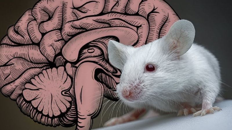 Naukowcy wyhodowali ludzkie minimózgi w ciele myszy. Środowisko etyczne jest oburzone
