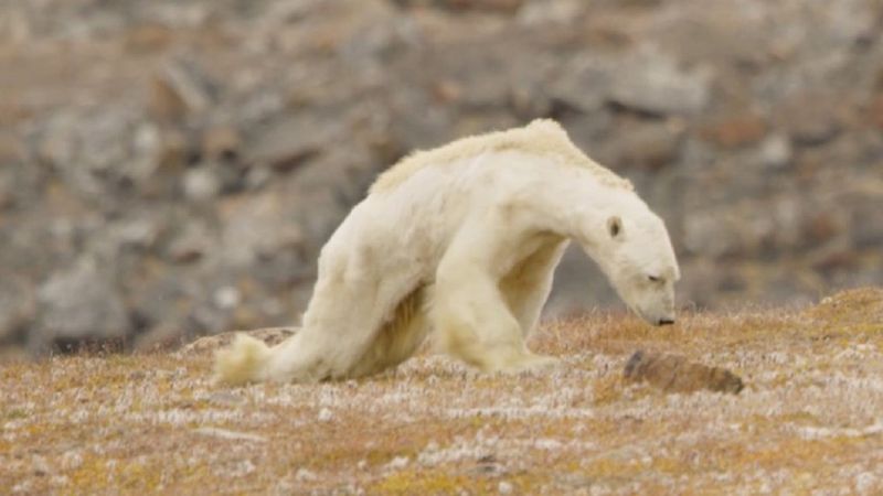 Nagranie umierającego z głodu niedźwiedzia polarnego pokazuje prawdziwe oblicze ocieplenia klimatu