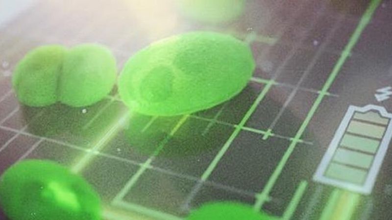 Genetycznie modyfikowane algi mogą wkrótce stać się nowym źródłem energii