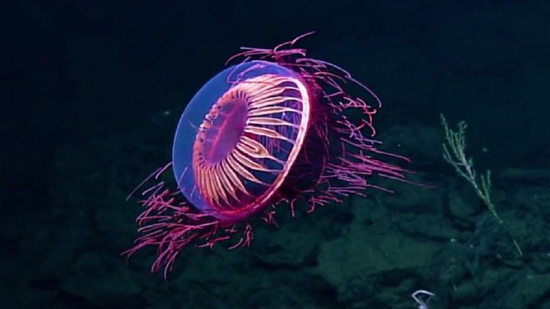 Widok tej rzadko spotykanej meduzy jest absolutnie zachwycający. Wygląda jak żywy fajerwerk