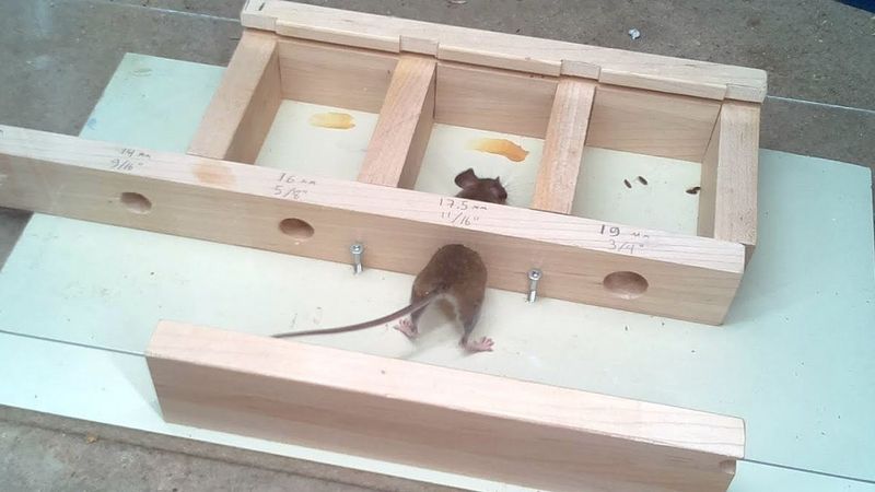 Postanowił sprawdzić przez jak małą szczelinę przeciśnie się mysz. Zwierzątko go zaskoczyło