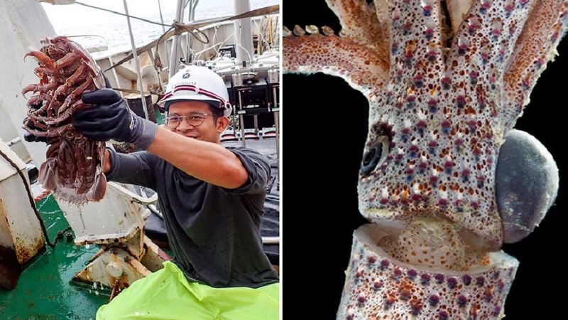 Podczas eksploracji indonezyjskich głębin odkryto kilkanaście nowych gatunków morskich stworzeń