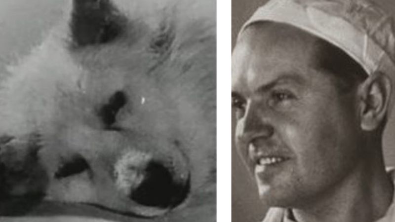 Materiał filmowy z lat 20. pokazuje, jak badacze odcinali głowy psów do eksperymentów naukowych