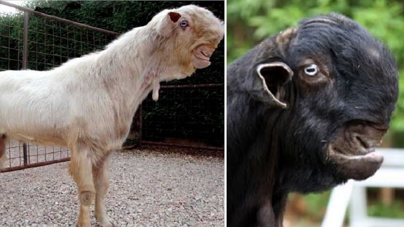 Te demonicznie wyglądające kozy damasceńskie są prawdziwe, a ludzie płacą za nie ogromne sumy