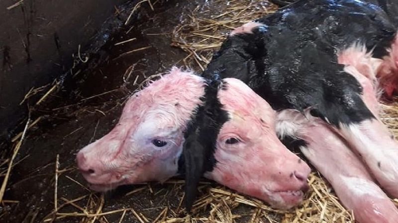 W Polsce urodziła się krowa z dwiema głowami. To cud, że przeżyła!