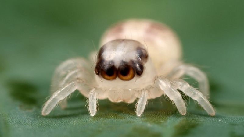 Następnym razem, gdy zobaczysz pająka w swoim domu, nie zabijaj go