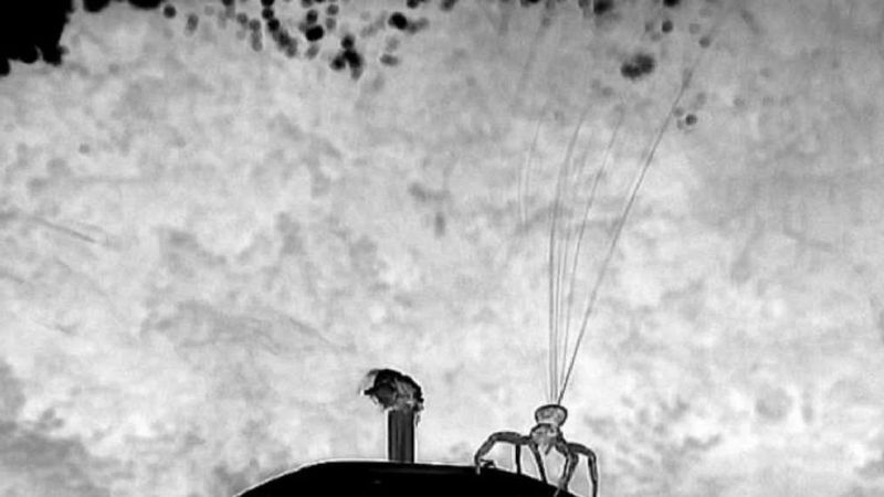 Hipnotyzujący moment, w którym pająk wije własny „spadochron”, by po chwili poderwać się do lotu