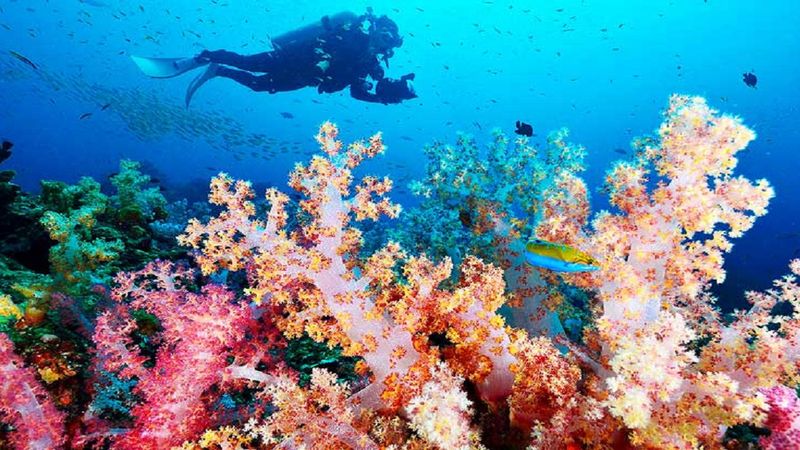 Jak to możliwe, że koralowce i inne morskie stworzenia żyją nawet 500 lat?