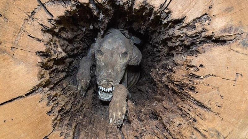 Oto Stuckie, pies, który utknął w drzewie na prawie 50 lat. Przypadkiem znaleziono jego mumię