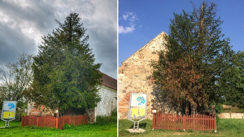 Liczy prawie 1300 lat, może nie przetrwać upałów. Przyrodnicy ratują najstarsze drzewo w Polsce