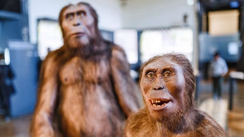Lenistwo doprowadziło do wyginięcia gatunku Homo erectus. Naprawdę nie lubili się przemęczać