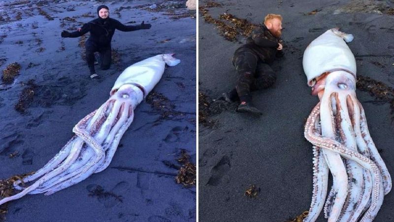 Trzej bracia znaleźli gigantyczną kałamarnicę wyrzuconą na brzeg oceanu