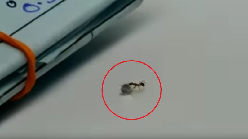 Mrówka kradnąca diament przypomina nam o niebywałej sile tych maleńkich owadów