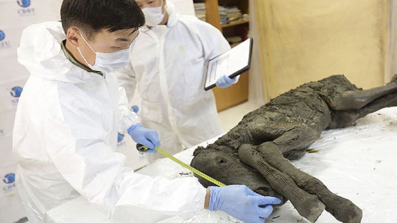 Znaleziono idealnie zachowane szczątki źrebaka pochodzące sprzed 40 tys. lat